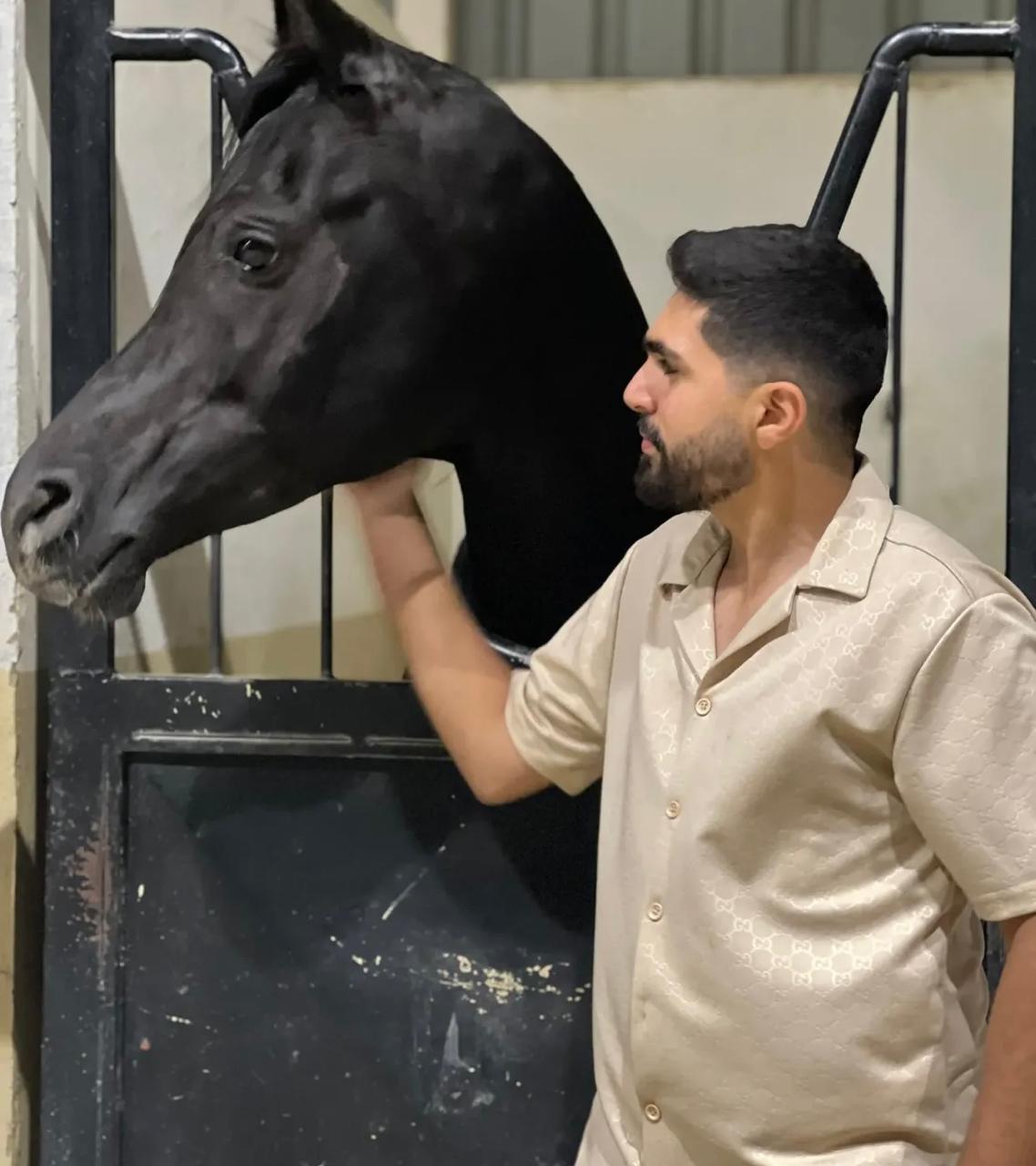 al asil horses