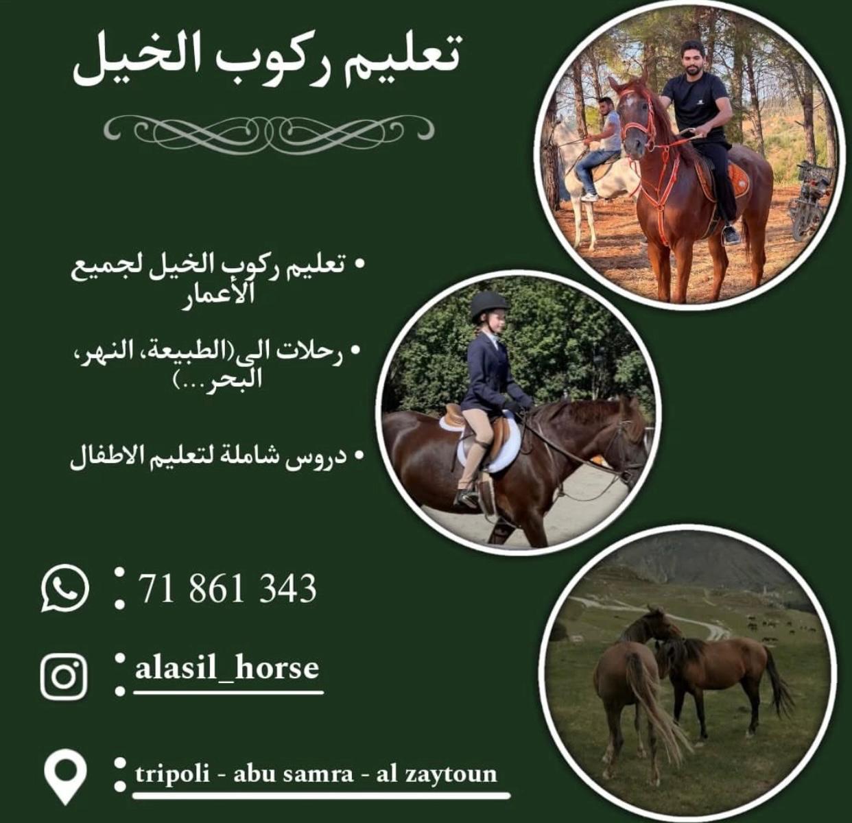 al asil horses