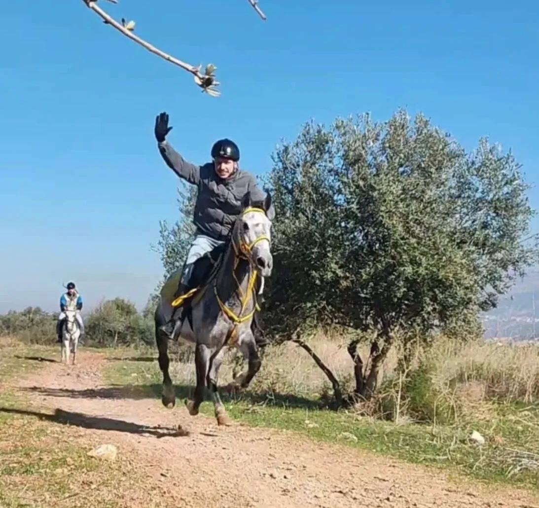 al asil horses
