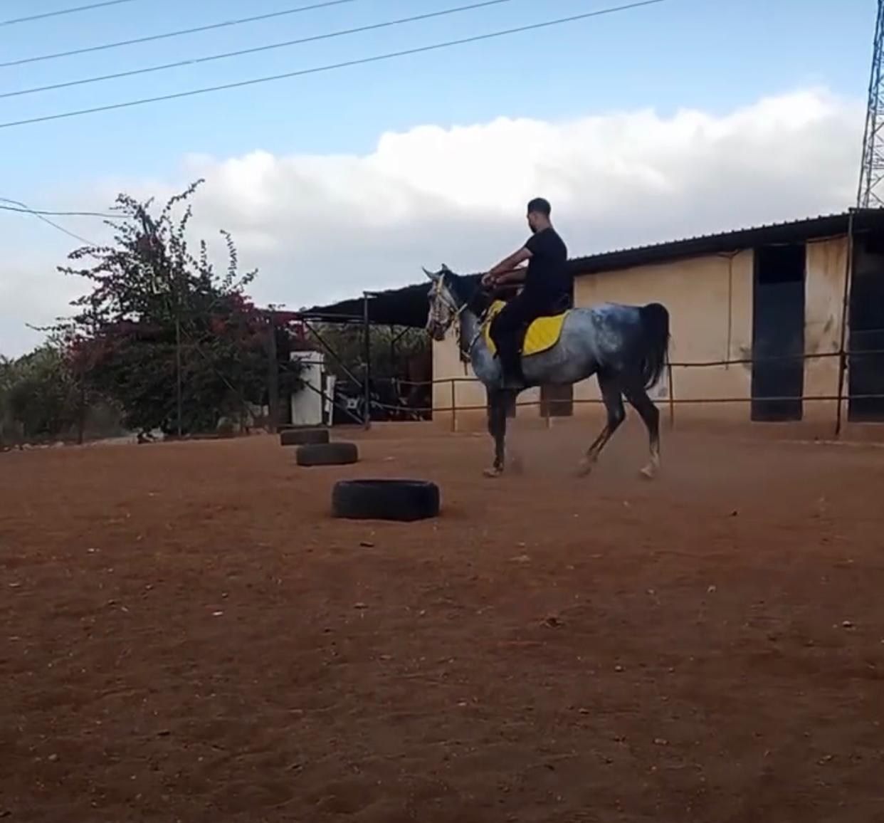 al asil horses