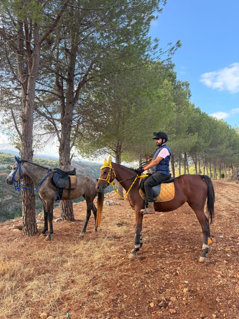 al asil horses
