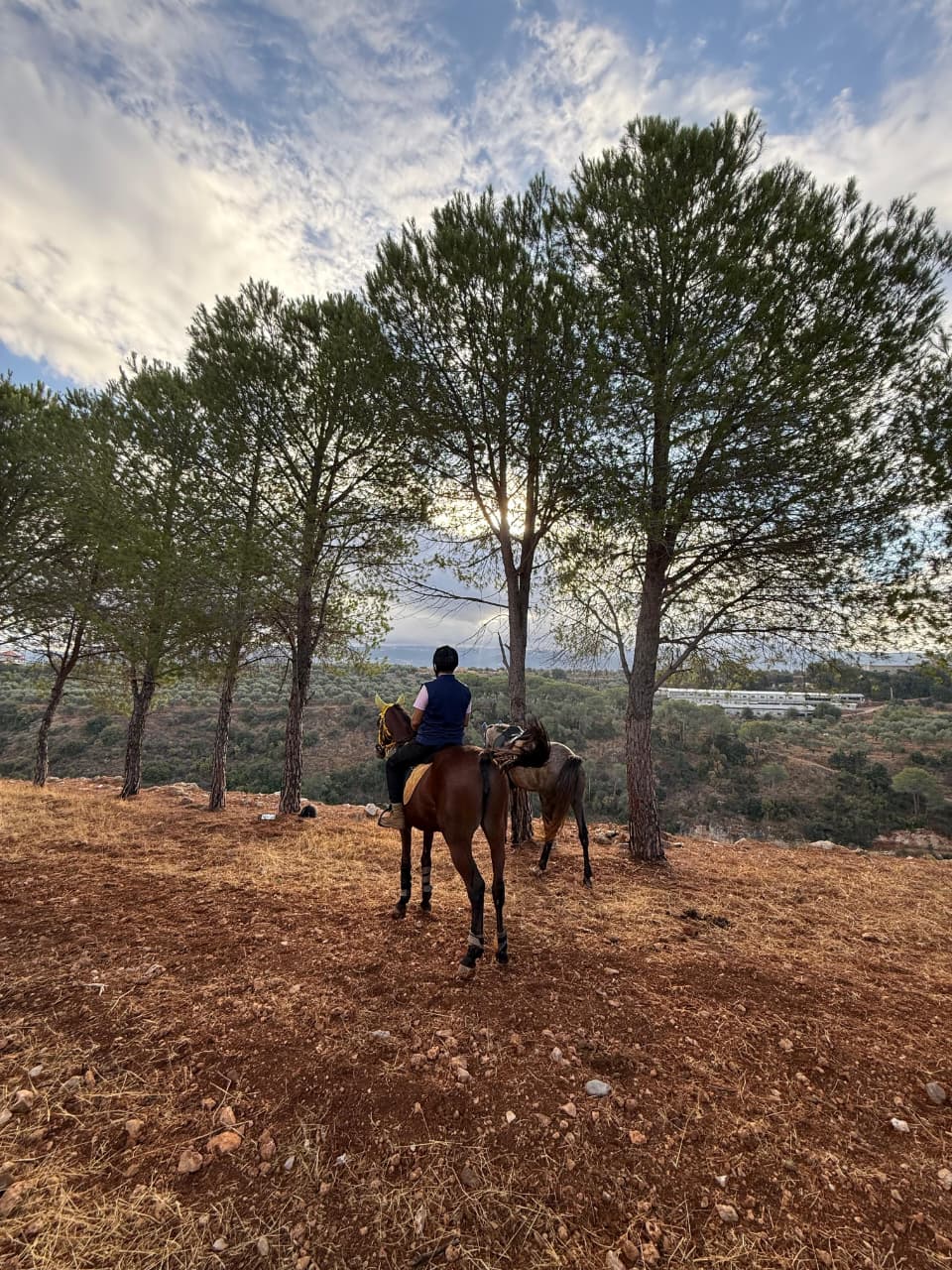 al asil horses